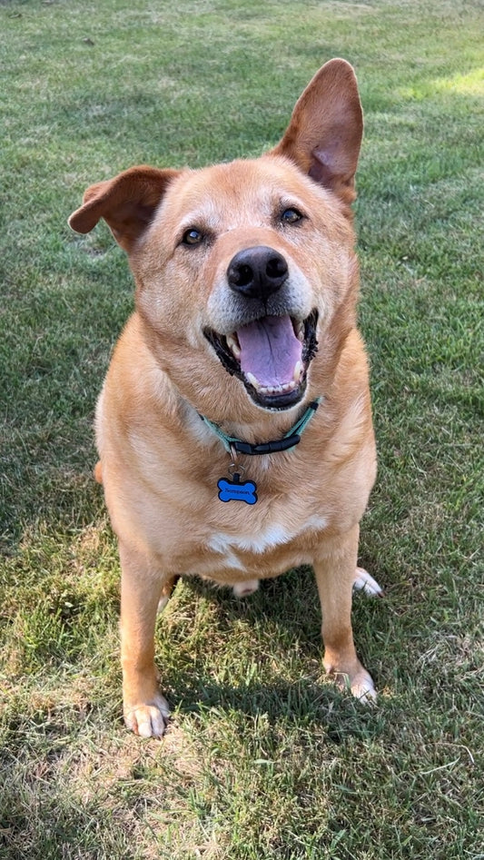 Personalized Silicone Pet Tag/ Dog Tag/ Cat Tag